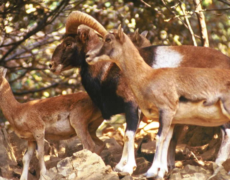 Group of mouflon sheep standing among trees and rocks in the forest.