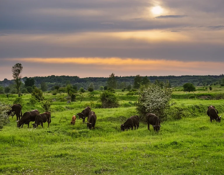 Buffalo grazing on green grassland under a cloudy sunset sky.