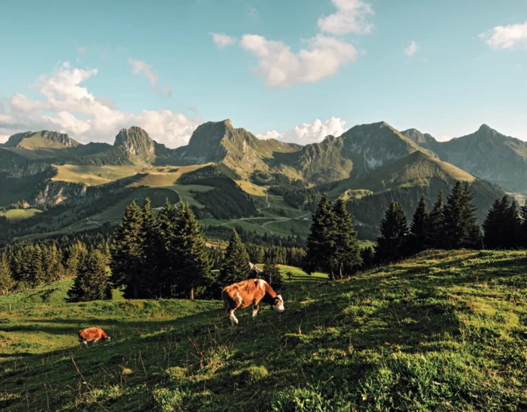 Brown cows grazing on a grassy hillside with mountains in the background.
