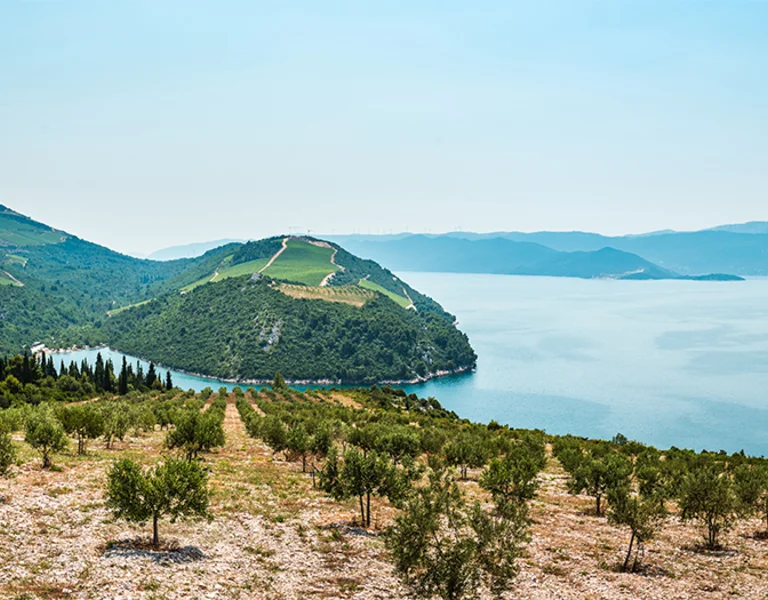 Sunny coastal landscape with green hills, olive trees, and calm blue water.