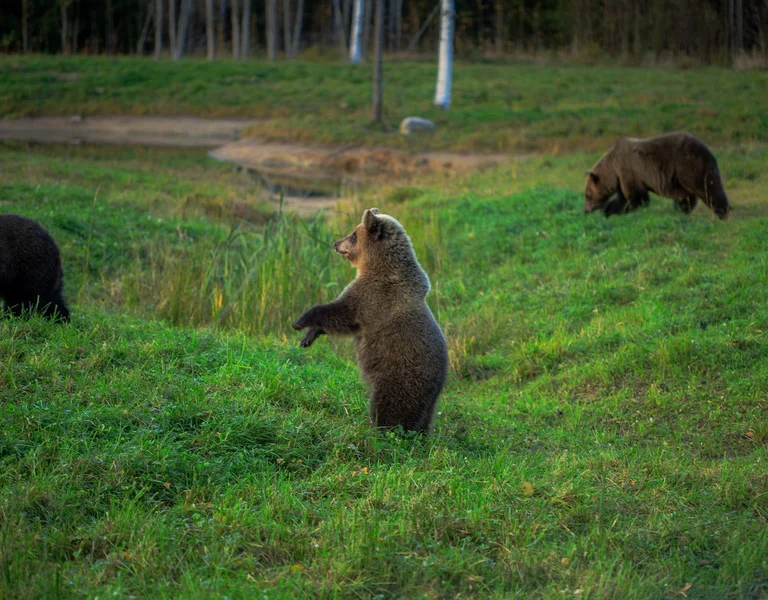 Three brown bears in a grassy field, one standing upright, with trees in the background.