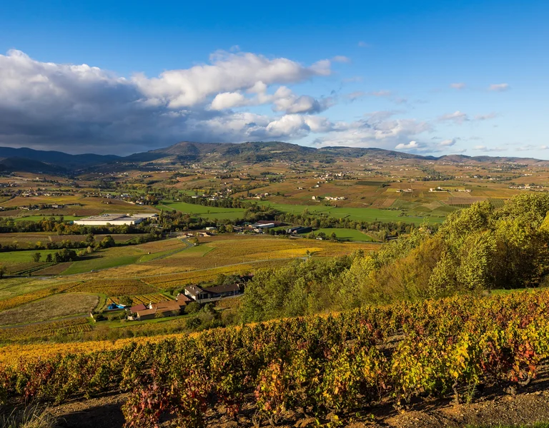 Vineyard with autumn colors overlooking a valley and distant mountains under a blue sky.