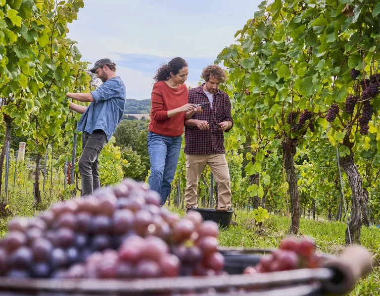 Three people harvesting grapes in a vineyard, with a basket of grapes in the foreground.