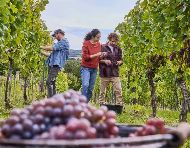 Three people harvesting grapes in a vineyard, with a basket of grapes in the foreground.