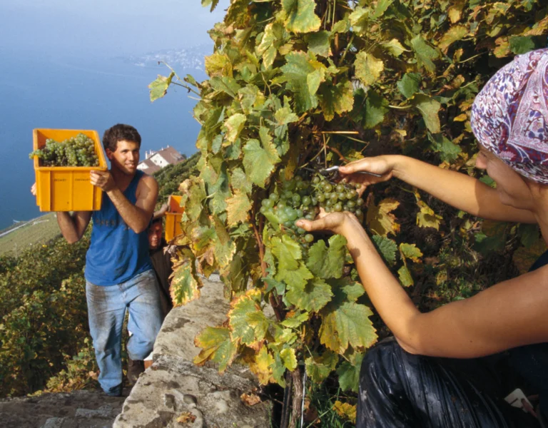 Two people harvesting grapes on a hillside vineyard, one carrying a crate of grapes.