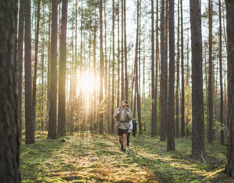 Person hiking through a sunlit forest with tall, straight trees.