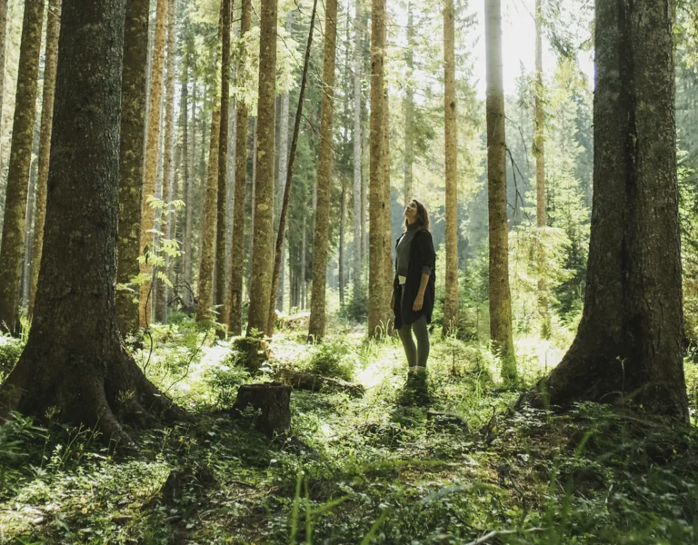 Person walking in a sunlit, dense forest with tall trees and green undergrowth.