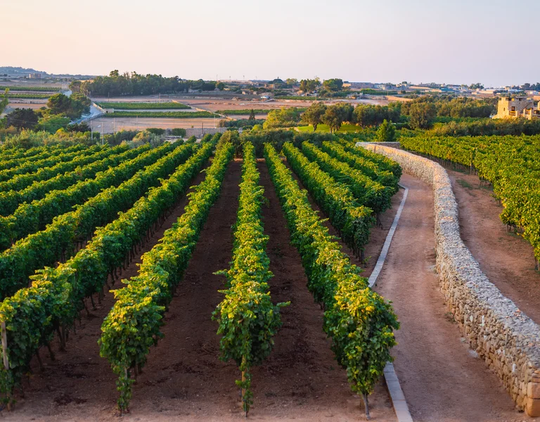 Rows of grapevines beside a curving dirt path and stone wall at sunset.