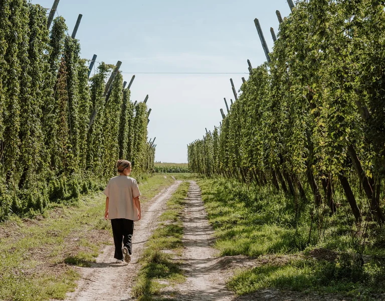 Person walking on a dirt path between tall green orchard rows under a clear sky.