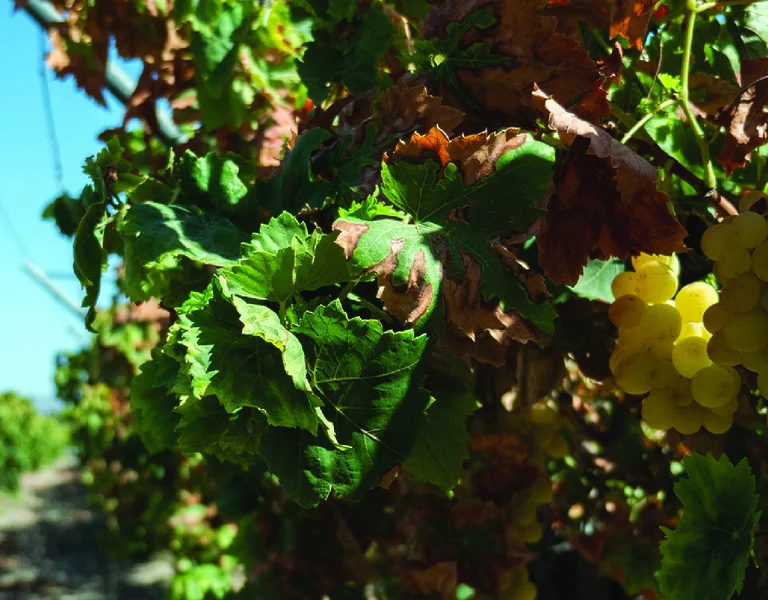 Yellow grapes hanging on a vine in a sunlit vineyard.