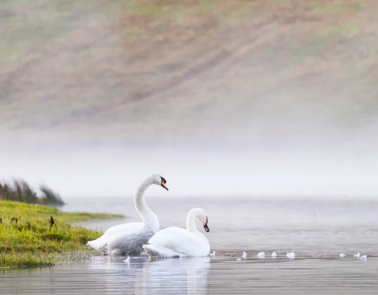 Two swans swimming on a misty lake near a tree and green hillside.