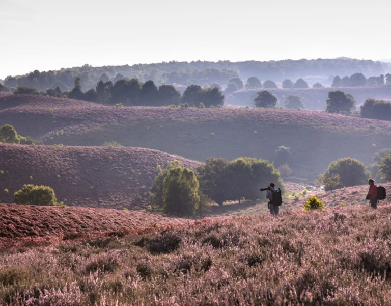 Two people walking through rolling purple heather fields under a hazy sky.