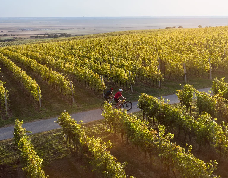 Two people riding bikes on a path through a sunlit vineyard.
