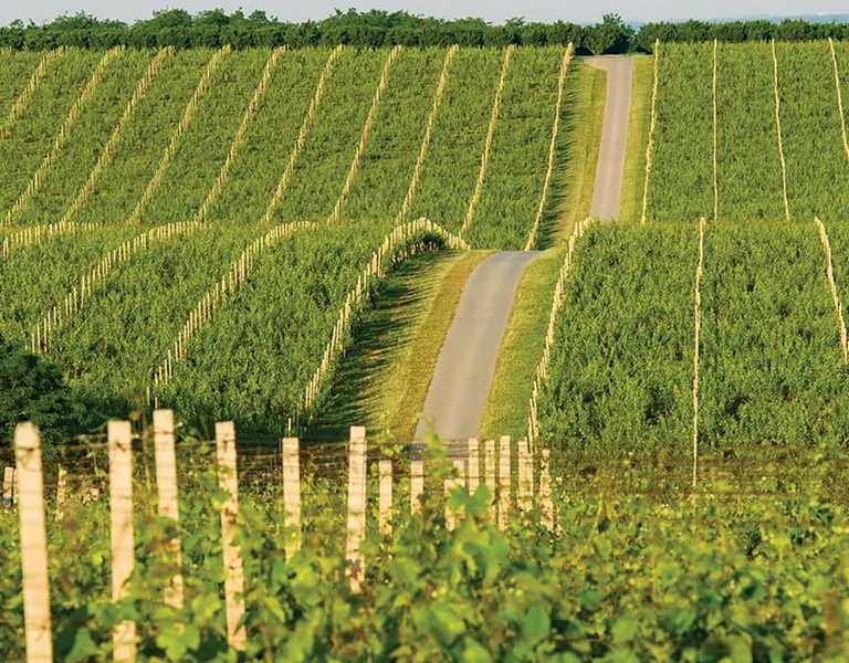 Rows of grapevines on a sunny hillside with a narrow road running up the center.