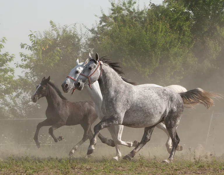Herd of horses running on a dusty field with green trees in the background.
