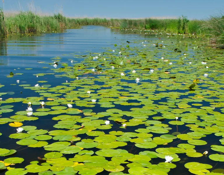 Lily pads floating on calm water surrounded by tall grass under a clear blue sky.