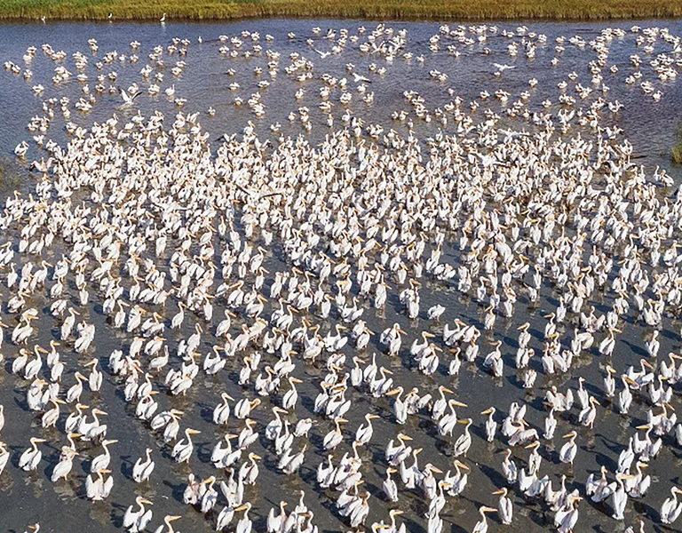 A large flock of white birds gathers on a shallow wetland surrounded by green reeds.