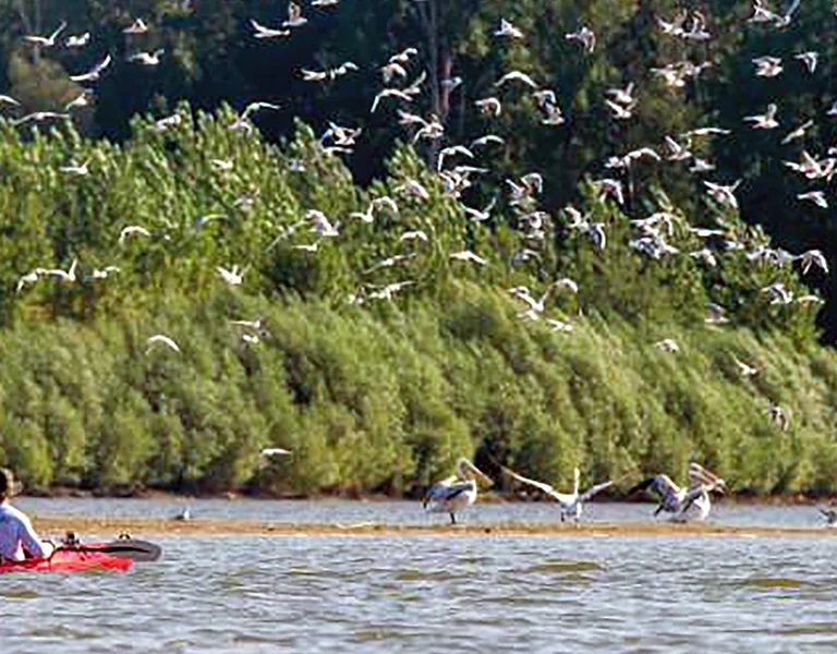 Person kayaking on a river with birds flying above and trees in the background.