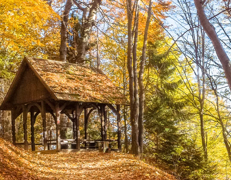 Wooden shelter among autumn trees on a sunlit forest path.