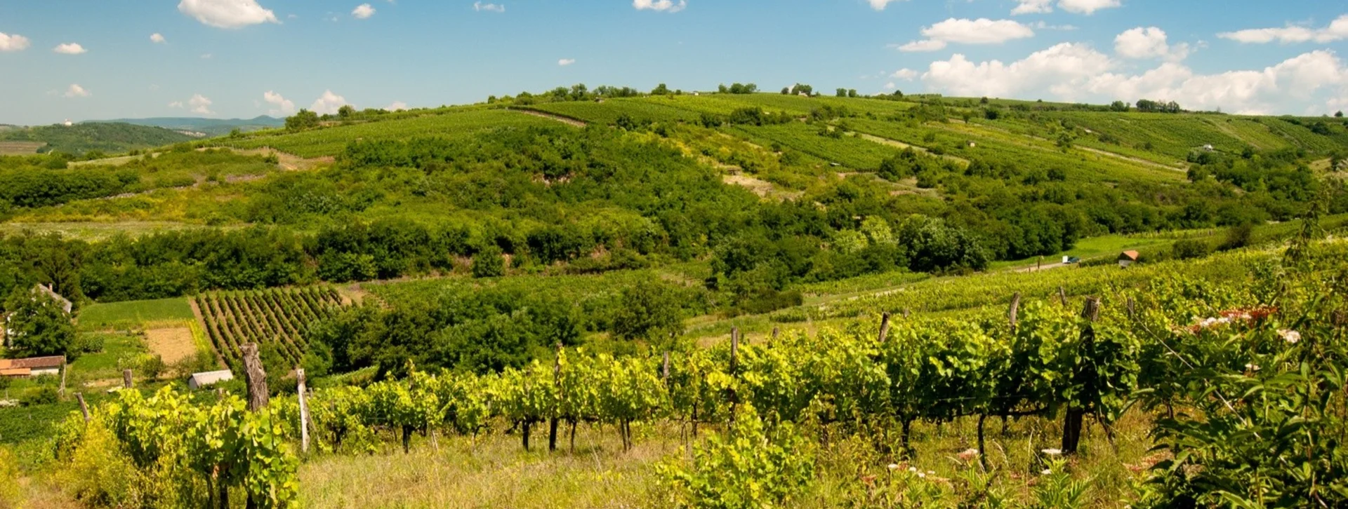 Tocaj Vineyard Hungary