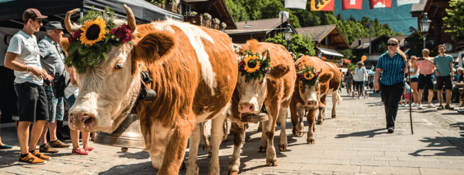 Accompany the cows in Alpabzug, Switzerland