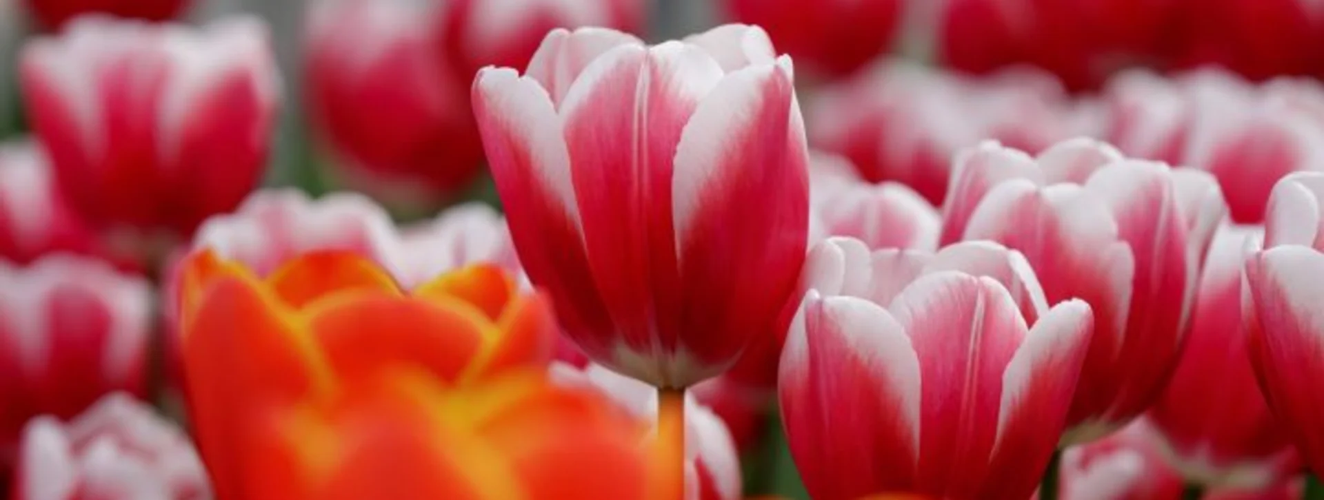 190401LLU7158-720x405-c-default
