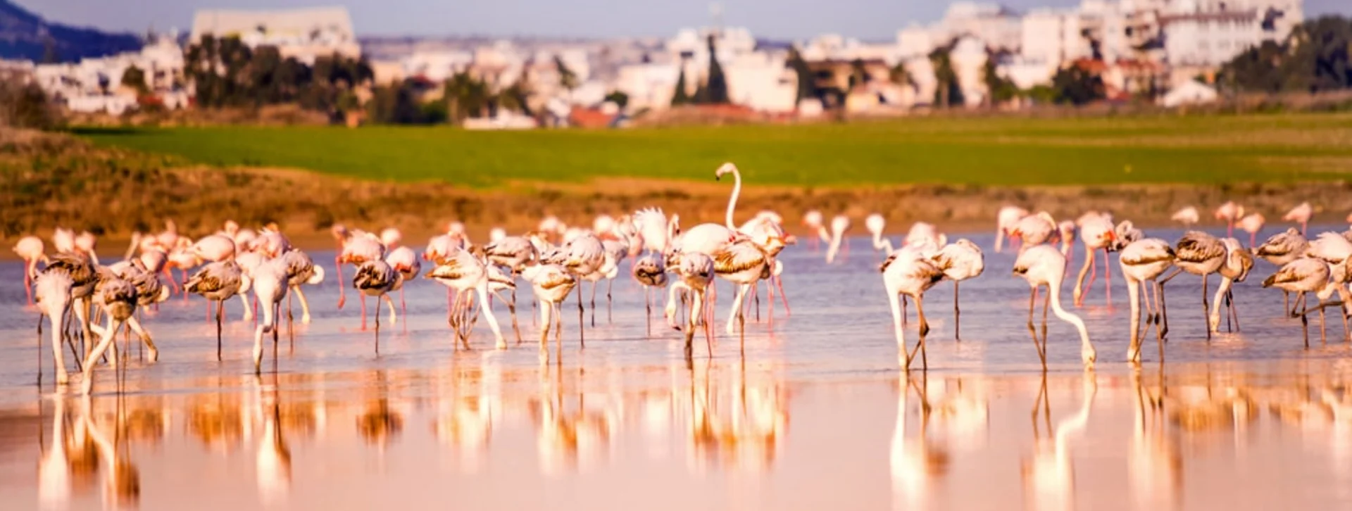 You'll smile at the sight of flamingos at Larnaka Salt Lake