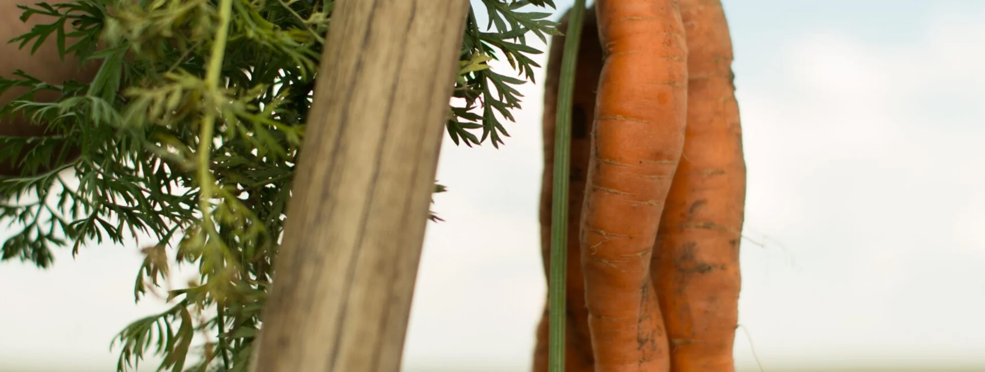 Bountiful fresh vegetables will satisfy you at every meal.