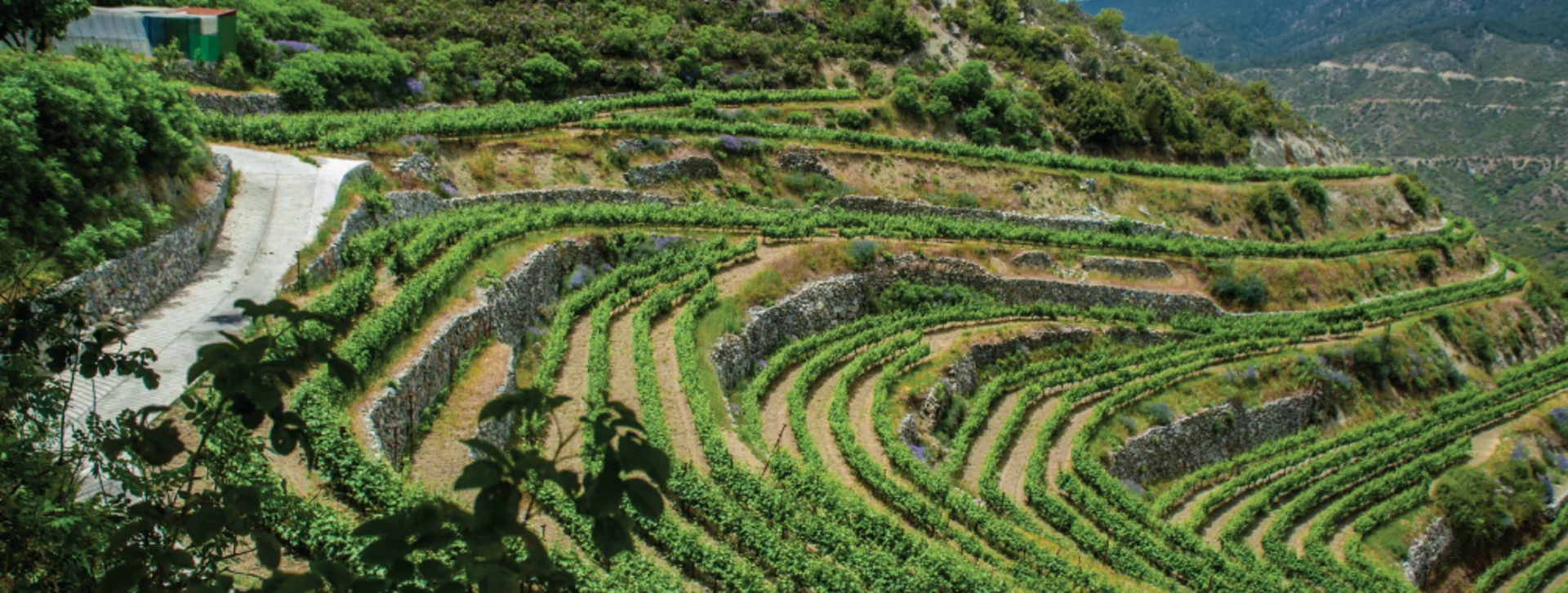 Terraced Troodos vineyards on a hillside with a winding road and mountains in the background.