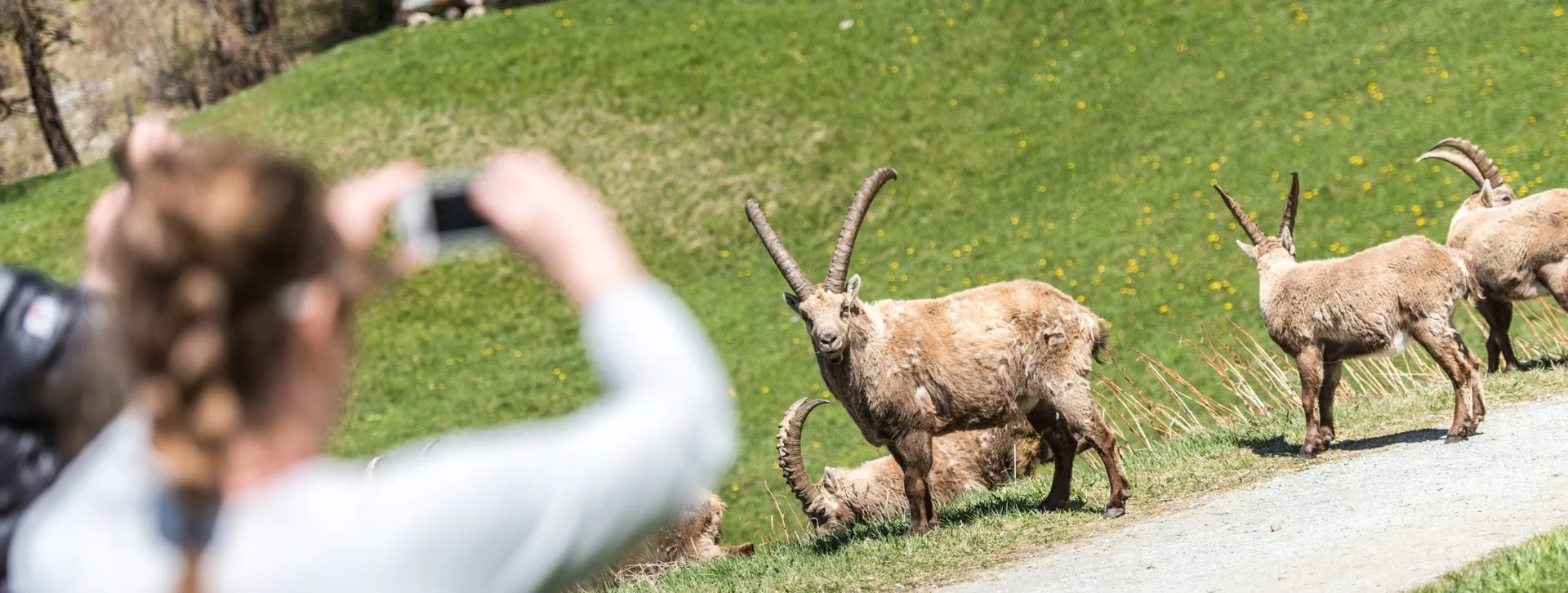 A person takes a photo of a group of alpine ibex grazing on a grassy path, surrounded by trees and wildflowers.