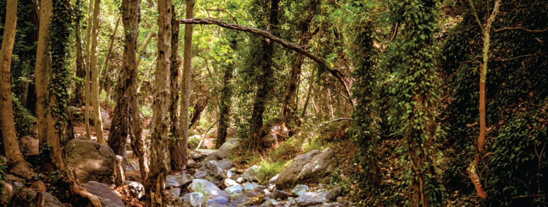 A serene forest scene with tall trees, lush greenery, and a rocky stream flowing through a tranquil woodland area.