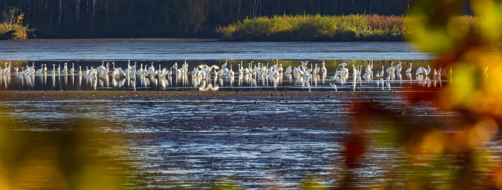 A tranquil scene of a lake with numerous white birds, possibly egrets or herons, standing in shallow water amidst autumn foliage.