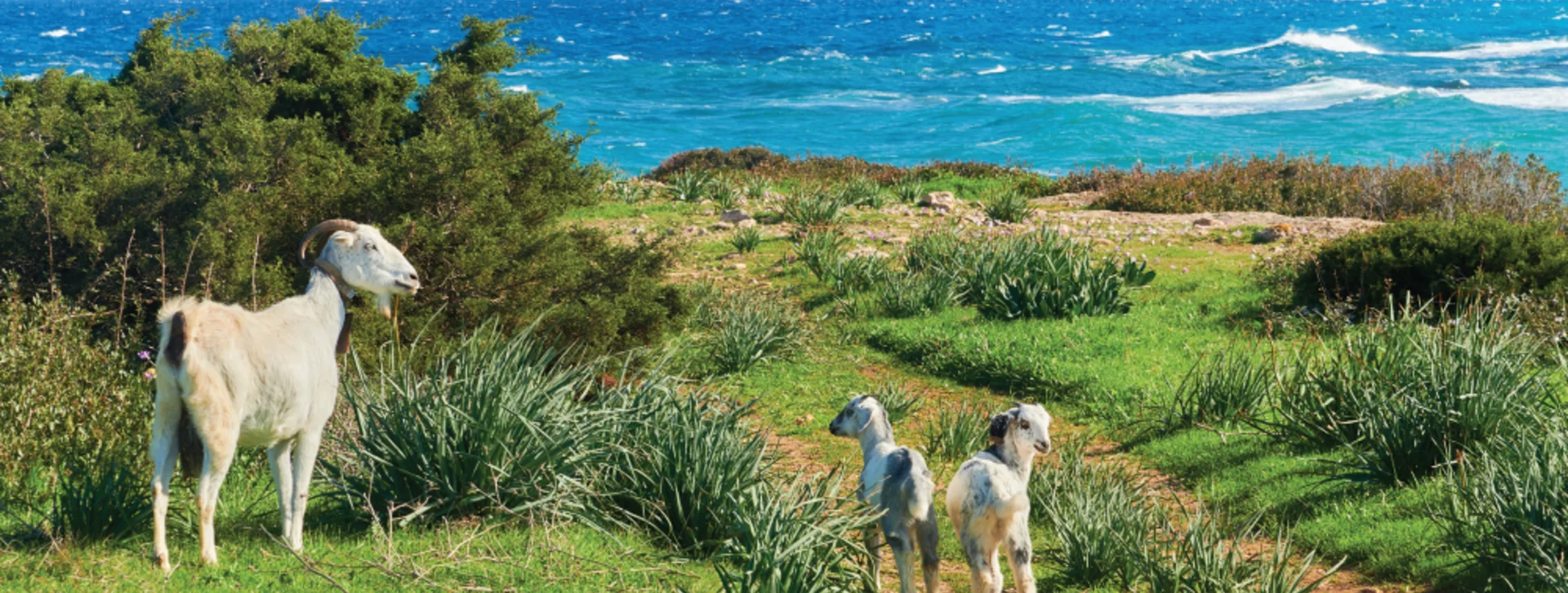 Goats grazing on a green coastal path with vibrant turquoise sea waves crashing in the background, in Akamas National Park, Cyprus.