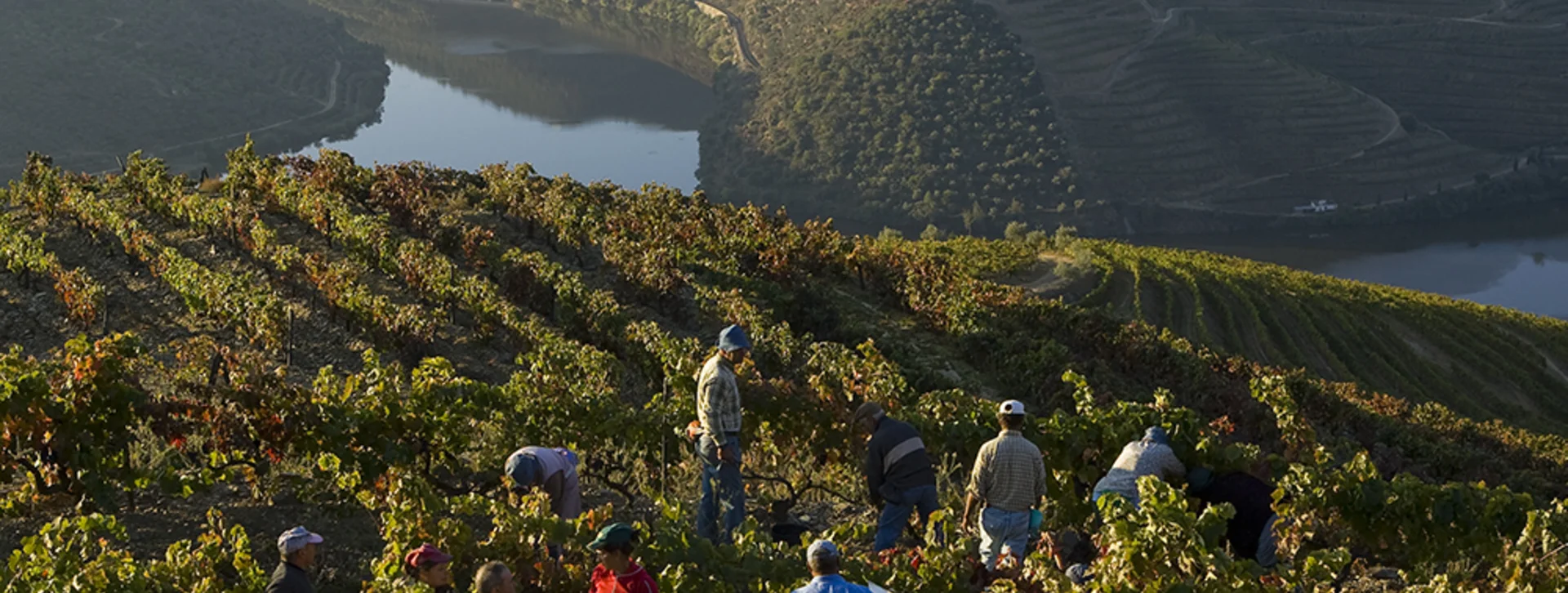 Grape harvest in the Douro Valley with workers among terraced vineyards overlooking the Douro River.