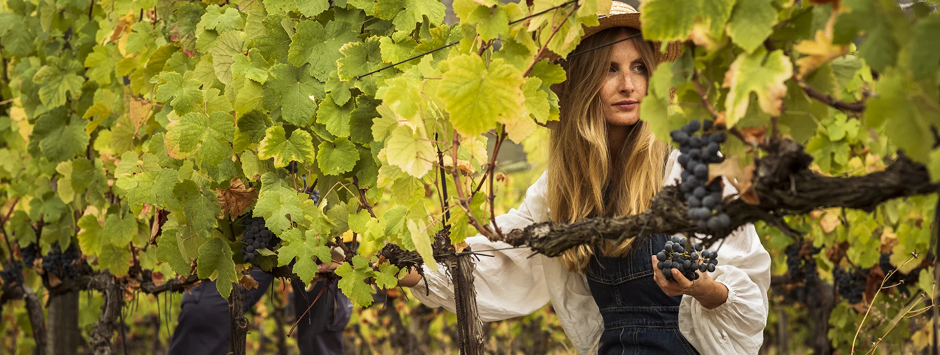 Young woman harvesting grapes at a Douro Valley vineyard during the annual wine festival at Quinta do Vallado.
