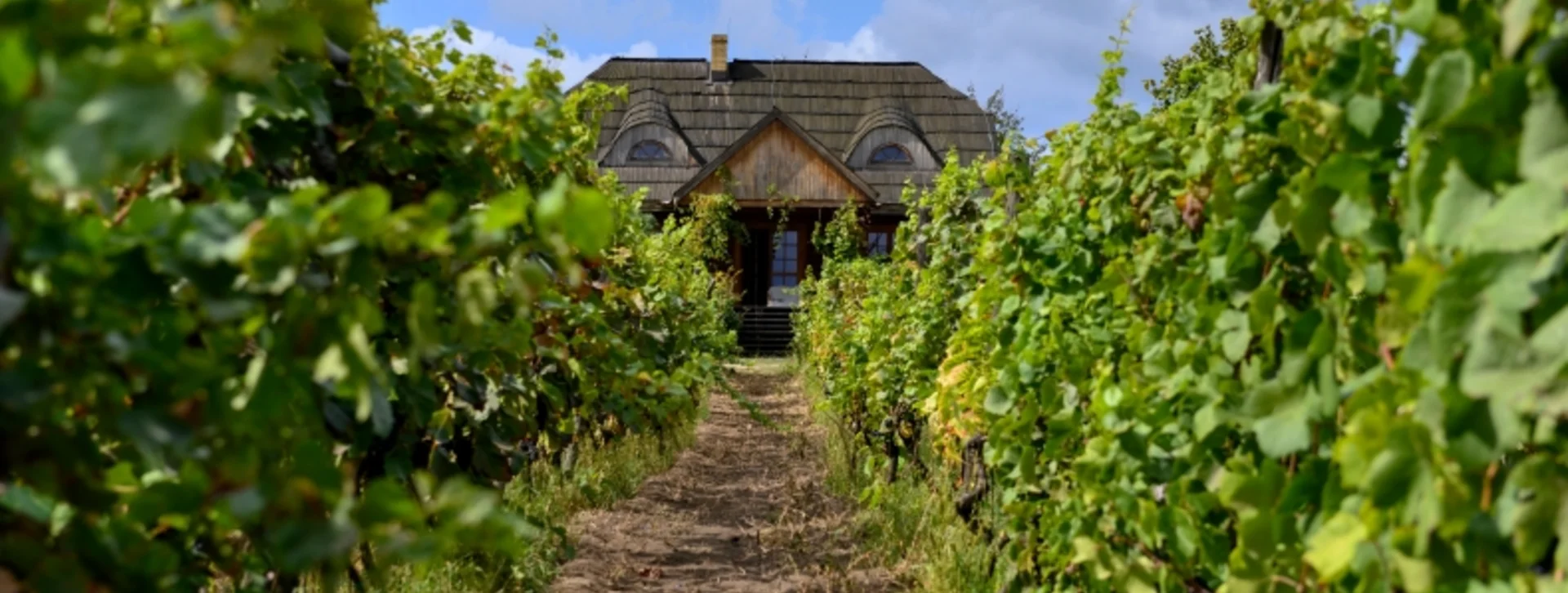 Pathway through rows of green vines leading to a rustic wooden house at Stara Winnica vineyard in Zielona Góra, Poland.