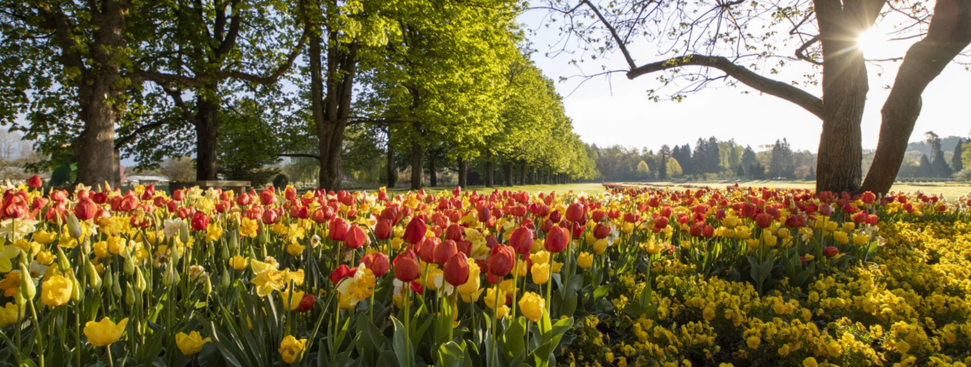 Red and yellow tulips bloom in a sunlit park with tall trees in the background.