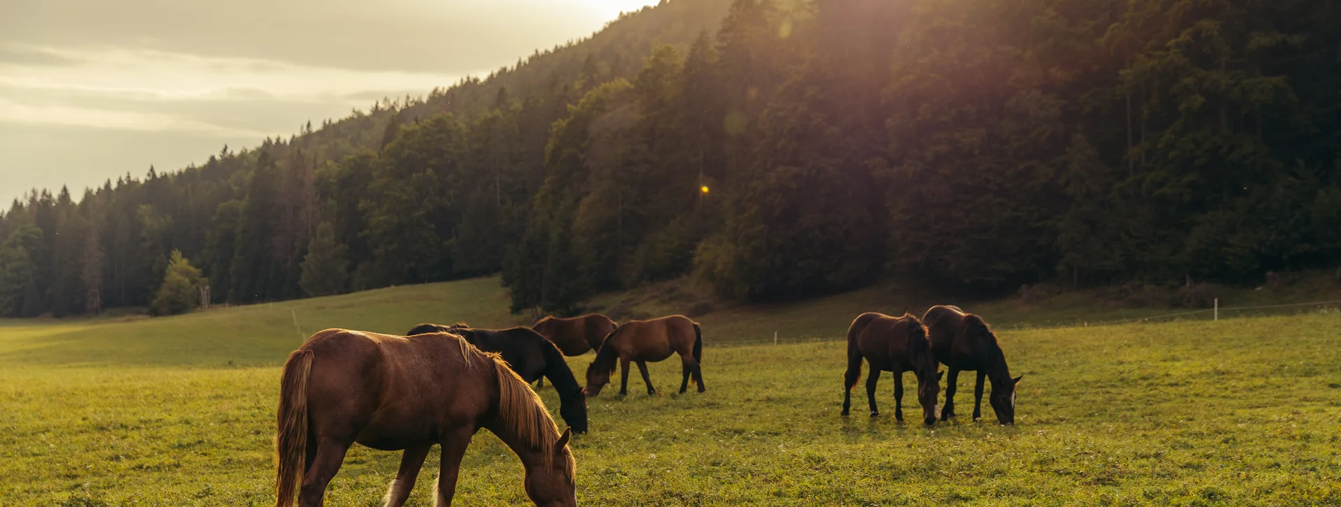 Five horses grazing in a sunlit meadow near a forested hillside.