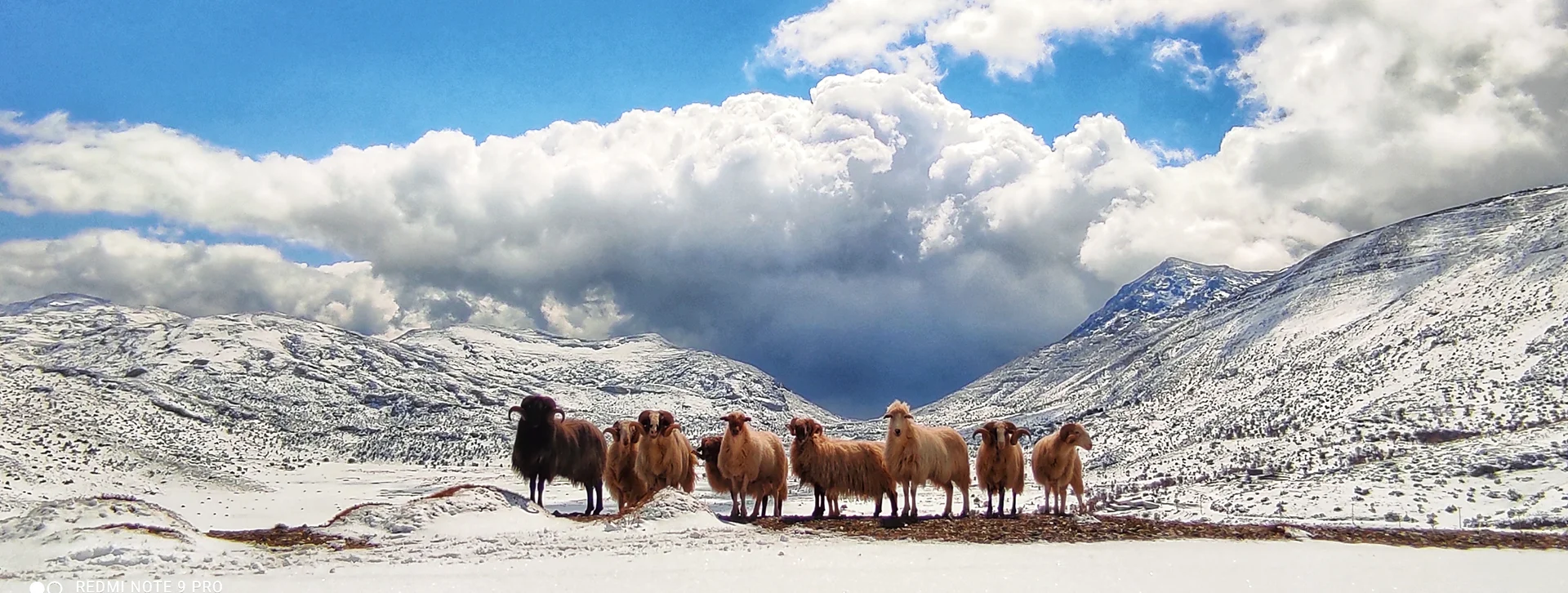 Sheep standing in snowy mountains under a partly cloudy blue sky.
