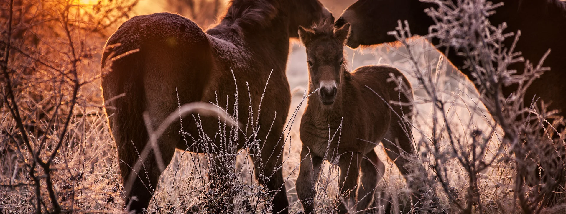 Three horses standing in frosty grass at sunrise.