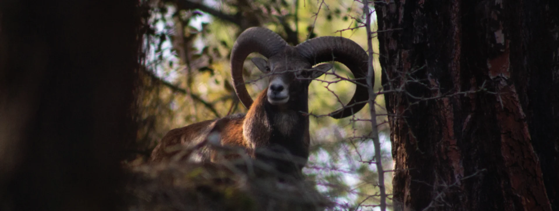 Ram with large curved horns standing in a forest, partially hidden by trees.
