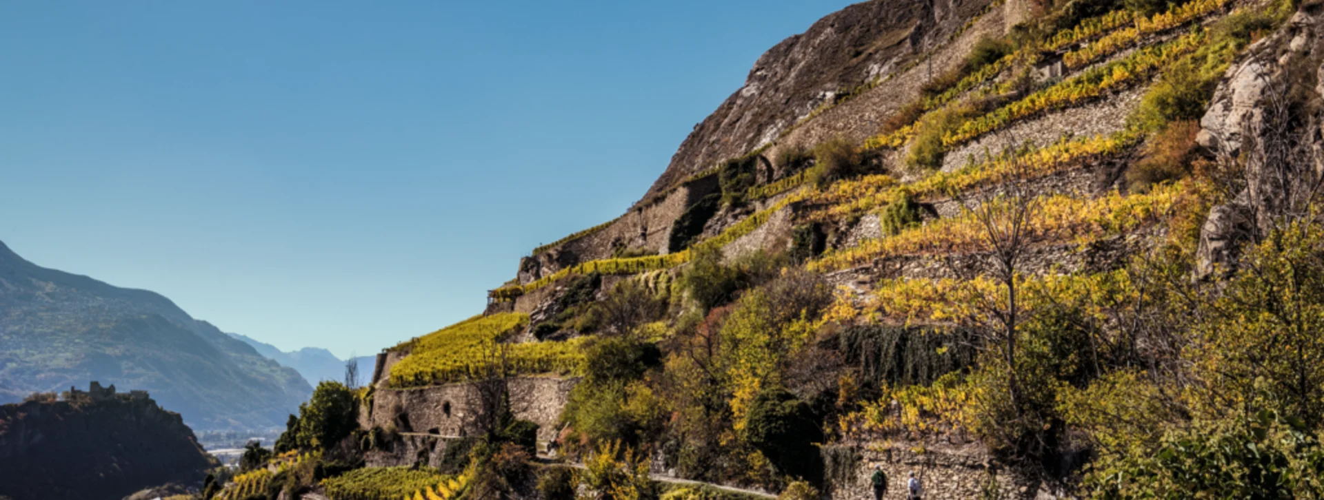 Terraced vineyards on a sunny mountain slope with clear blue sky.