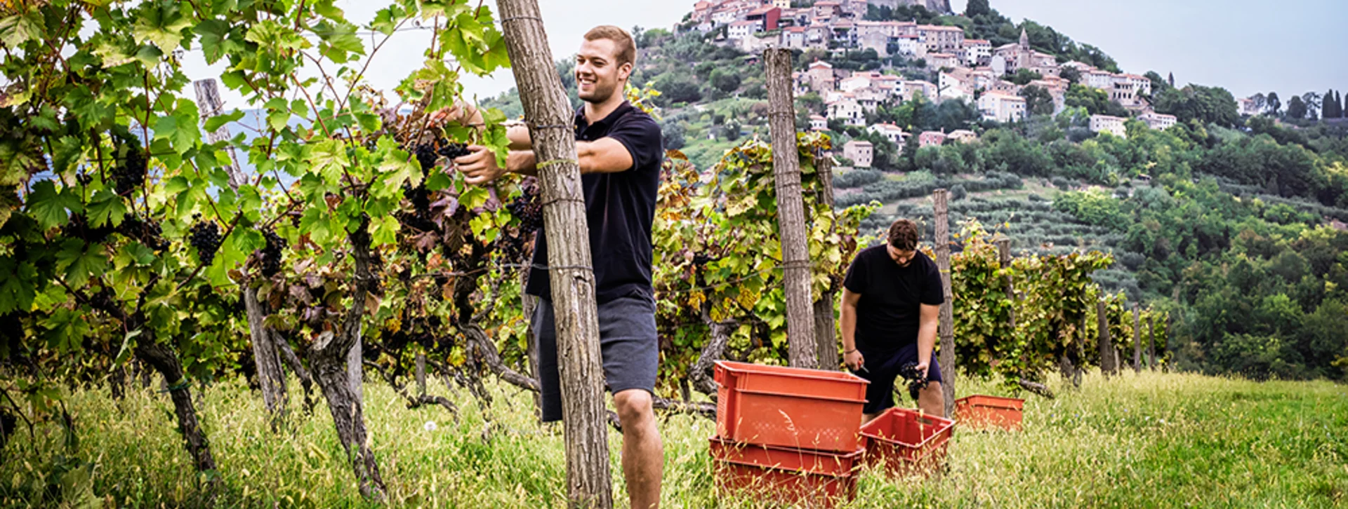 Two people harvesting grapes in a vineyard with a hilltop village in the background.
