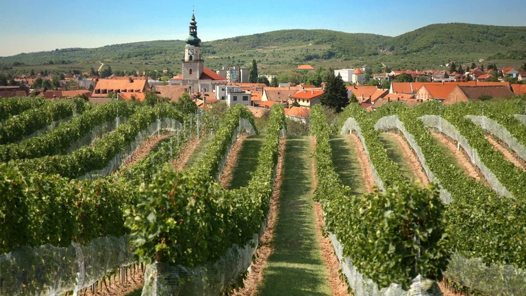 Slovakian Wines