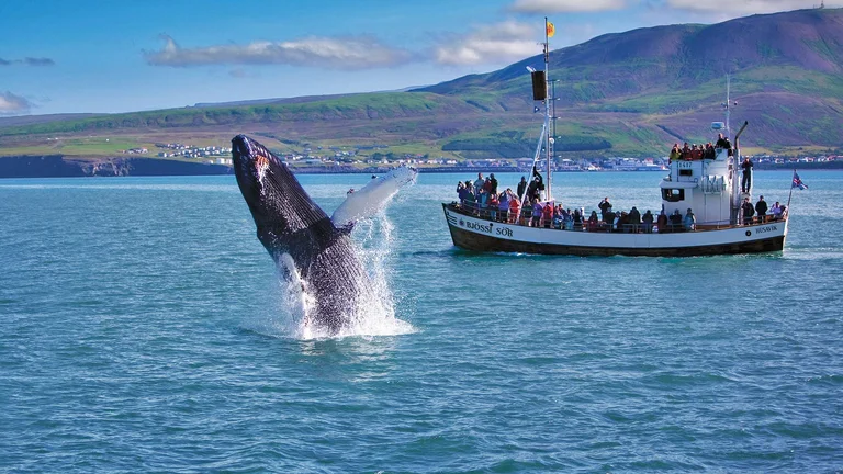 Whale watching, Husavik, Iceland