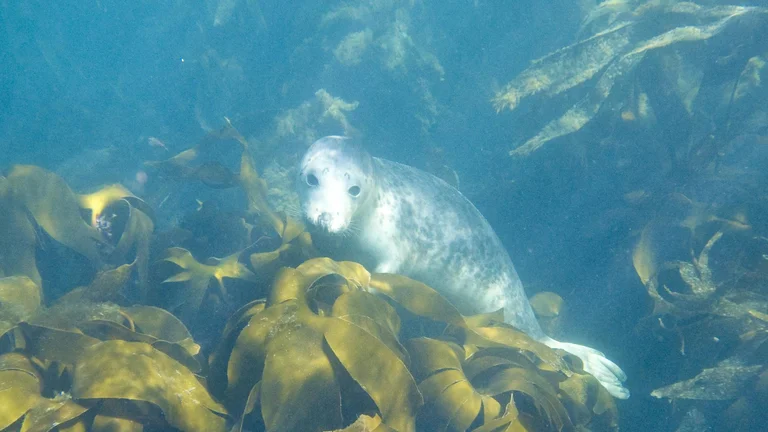 The coast of Ireland
