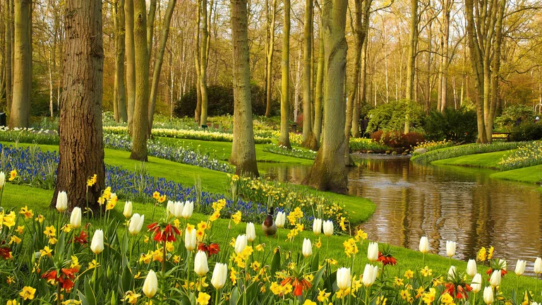 Tulips in the Netherlands