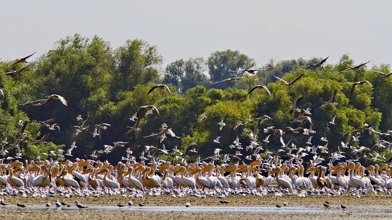 Pelicani comuni in Delta Dunarii