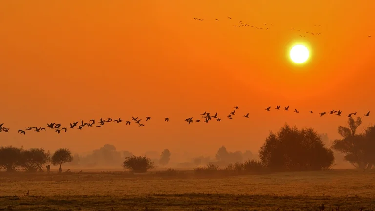 birdwatchin_park_narodowy_ujscie_warty_1000x525