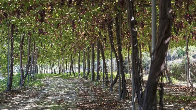 Verigo grapes